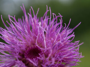 Knollen Kratzdistel Bluete pink Cirsium tuberosum 03