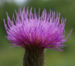 Zurück zum kompletten Bilderset Knollen Kratzdistel Blüte pink Cirsium tuberosum