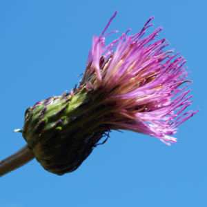 Knollen Kratzdistel Bluete pink Cirsium tuberosum 15