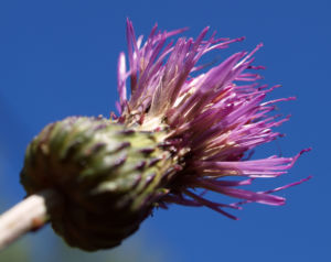 Knollen Kratzdistel Bluete pink Cirsium tuberosum 22