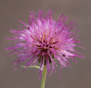 Knollen Kratzdistel Bluete pink Cirsium tuberosum 23
