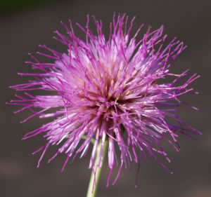 Knollen Kratzdistel Bluete pink Cirsium tuberosum 24