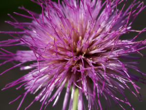 Knollen Kratzdistel Bluete pink Cirsium tuberosum 25