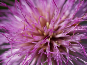 Knollen Kratzdistel Bluete pink Cirsium tuberosum 26