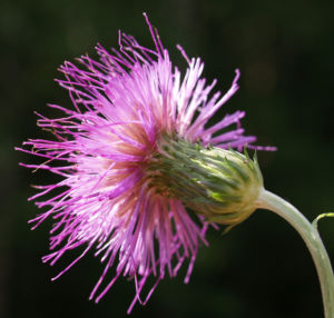 Knollen Kratzdistel Bluete pink Cirsium tuberosum 30