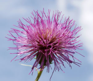 Knollen Kratzdistel Bluete pink Cirsium tuberosum 31