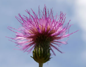 Knollen Kratzdistel Bluete pink Cirsium tuberosum 32