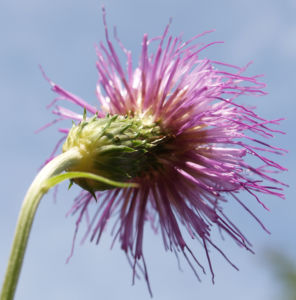 Knollen Kratzdistel Bluete pink Cirsium tuberosum 34
