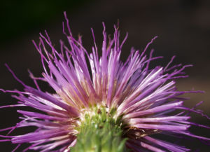 Knollen Kratzdistel Bluete pink Cirsium tuberosum 35