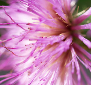Knollen Kratzdistel Bluete pink Cirsium tuberosum 37