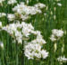 Zurück zum kompletten Bilderset Knollen Lauch Blüte weiß Allium tuberosum