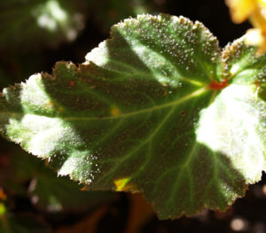 Knollenbegonien Blatt grün Begonia × tuberhybrida 01