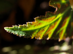 Knollenbegonien Blatt grün Begonia × tuberhybrida  02