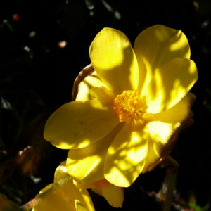 Knollenbegonien Blüte gelb Begonia × tuberhybrida 02