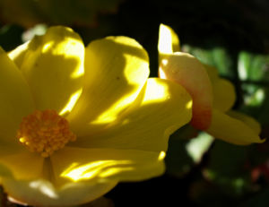 Knollenbegonien Blüte gelb Begonia × tuberhybrida 05