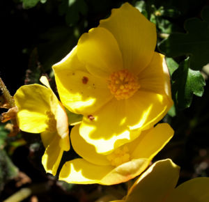 Knollenbegonien Blüte gelb Begonia × tuberhybrida 06