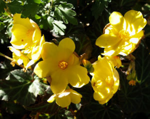 Knollenbegonien Blüte gelb Begonia × tuberhybrida 07