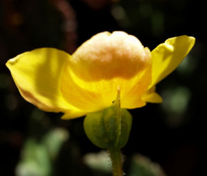 Knollenbegonien Blüte gelb Begonia × tuberhybrida 13