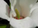 Zurück zum kompletten Bilderset Kobushi-Magnolie Blüte weiß Magnolia kobus