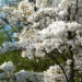 Zurück zum kompletten Bilderset Kobushi-Magnolie Blüte weiß Magnolia kobus