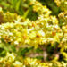 Zurück zum kompletten Bilderset Mehlige Königskerze Blüte gelb Verbascum lychnitis