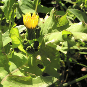 Kohl Gaensedistel Bluete gelb Sonchus oleraceus 01