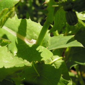 Kohl Gaensedistel Bluete gelb Sonchus oleraceus 02