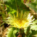 Zurück zum kompletten Bilderset Gemüse-Gänsedistel Blüte gelb Sonchus oleraceus