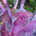 Zurück zum kompletten Bilderset Kohlrabi Rübe dunkel lila Brassica oleracea