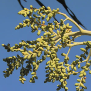 Kokospalme Kokosnuss gelb Cocos nucifera 14