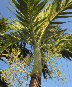 Kokospalme Kokosnuss gelb Cocos nucifera 17