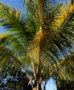 Kokospalme Palmwedel gruen Cocos nucifera 01
