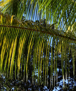 Kokospalme Palmwedel gruen Cocos nucifera 02