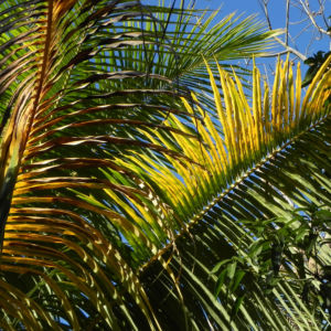 Kokospalme Palmwedel gruen Cocos nucifera 03