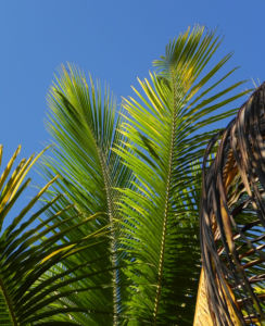 Kokospalme Palmwedel gruen Cocos nucifera 04