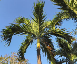 Kokospalme Palmwedel gruen Cocos nucifera 06