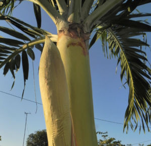 Kokospalme Samen gruen Cocos nucifera 14