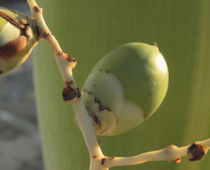 Kokospalme Samen gruen Cocos nucifera 16