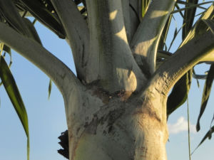 Kokospalme Samen gruen Cocos nucifera 17