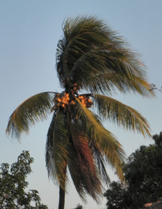 Kokospalme Samen gruen Cocos nucifera 19