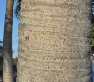 Kokospalme Stamm grau braun Cocos nucifera 03