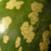 Zurück zum kompletten Bilderset Koloquinte Frucht grün - Citrullus colocynthis