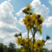 Zurück zum kompletten Bilderset Kompasspflanze Blüte gelb Silphium laciniatum