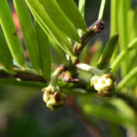 Kopfeibe Frucht Blatt gruen Cephalotaxus 02