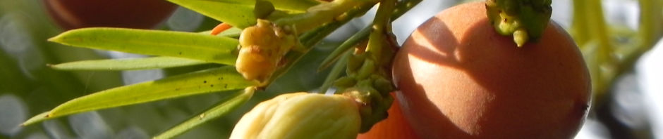 kopfeibe-frucht-blatt-gruen-cephalotaxus