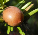 Kopfeibe Frucht Blatt gruen Cephalotaxus 09