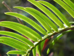 Kopfeibe Frucht Blatt gruen Cephalotaxus 11