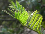 Kopfeibe Frucht Blatt gruen Cephalotaxus 14