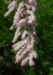 Zurück zum kompletten Bilderset Kleinblütige-Tamariske Strauch Blüte pink Tamarix parviflora