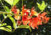 Zurück zum kompletten Bilderset Korallenstrauch Blüte rot - Erythrina crista galli